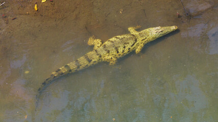 Nile crocodile, Malagarasi River, Tanzania, wildlife, reptile, predator, nature, animal, safari, Africa, wild, river, dangerous, outdoors, powerful, aquatic, ecosystem, habitat, exotic, natural