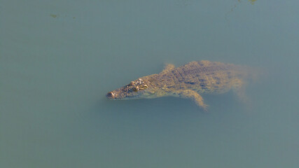 Nile crocodile, Malagarasi River, Tanzania, wildlife, reptile, predator, nature, animal, safari, Africa, wild, river, dangerous, outdoors, powerful, aquatic, ecosystem, habitat, exotic, natural