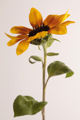 Close-up selective soft focus Orange, Yellow, small decorative Sunflower flower bud on beige gray..