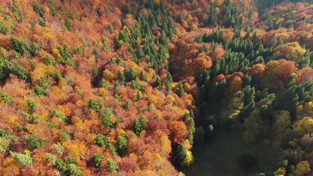 Aerial top view above colorful autumn forest and mountain valey