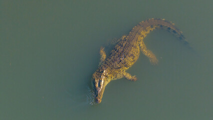 Nile crocodile, Malagarasi River, Tanzania, wildlife, reptile, predator, nature, animal, safari, Africa, wild, river, dangerous, outdoors, powerful, aquatic, ecosystem, habitat, exotic, natural
