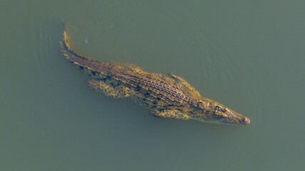 Nile crocodile, Malagarasi River, Tanzania, wildlife, reptile, predator, nature, animal, safari, Africa, wild, river, dangerous, outdoors, powerful, aquatic, ecosystem, habitat, exotic, natural