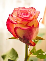 single, beautiful bi-color rose with pink tips and a yellow center
