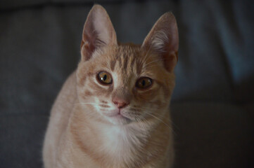 cat on the couch cute kitten cat feline yellow cat grey cat blonde cat