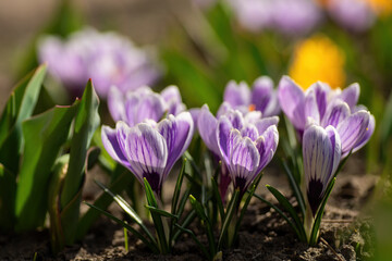 Fototapeta premium Purple crocus flowers with striped petals emerging from the soil, capturing golden sunlight and symbolizing the arrival of spring and new beginnings in nature