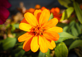 orange flower in the garden
