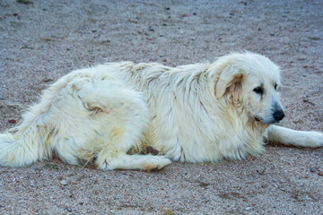Mast&iacute;n espa&ntilde;ol es una raza de perro, gigante, noble y protectora, originaria de Espa&ntilde;a, especialmente valorada por su papel como guardi&aacute;n del ganado y compa&ntilde;ero fiel en entornos rurales.