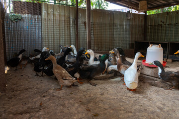 Ducks walking freely on a farm, showcasing rural life and sustainable poultry farming.
Perfect for agriculture, livestock, and countryside lifestyle visuals.