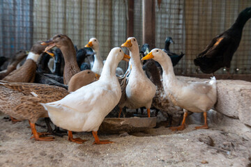 Ducks walking freely on a farm, showcasing rural life and sustainable poultry farming.
Perfect for agriculture, livestock, and countryside lifestyle visuals.