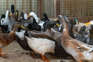 Ducks walking freely on a farm, showcasing rural life and sustainable poultry farming.
Perfect for agriculture, livestock, and countryside lifestyle visuals.