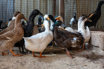 Ducks walking freely on a farm, showcasing rural life and sustainable poultry farming.
Perfect for agriculture, livestock, and countryside lifestyle visuals.