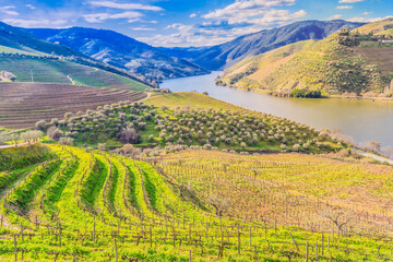 Obraz premium Douro wine valley with wineyards, Portugal, Unesco world heritage site