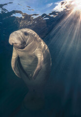 "Sunshine on my Shoulder"  Manatee photographed at Homosassa Springs, Florida