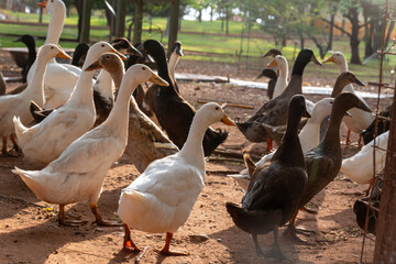 Ducks walking freely on a farm, showcasing rural life and sustainable poultry farming.
Perfect for agriculture, livestock, and countryside lifestyle visuals.