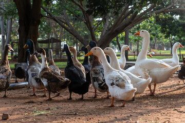Ducks walking freely on a farm, showcasing rural life and sustainable poultry farming.
Perfect for agriculture, livestock, and countryside lifestyle visuals.