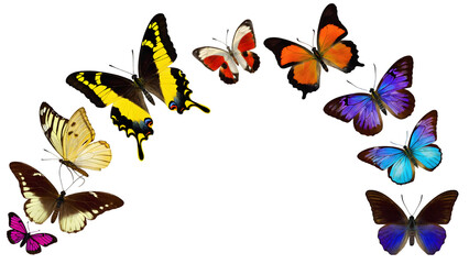 Diverse butterflies in flight with vibrant colors and patterns isolated on a transparent background