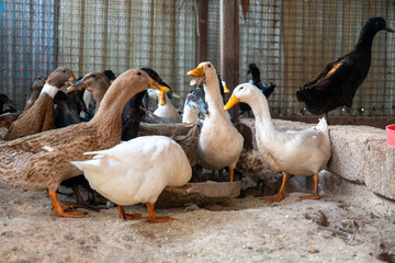 Ducks walking freely on a farm, showcasing rural life and sustainable poultry farming.
Perfect for agriculture, livestock, and countryside lifestyle visuals.