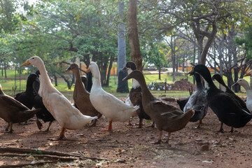 Ducks walking freely on a farm, showcasing rural life and sustainable poultry farming.
Perfect for agriculture, livestock, and countryside lifestyle visuals.