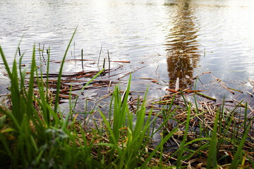Reeds in the Water, Lake Shore, Lake Coast, Grass in the Water