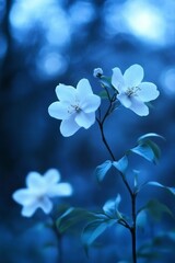 Delicate White Blooms Illuminated by Soft Light, Showcasing Nature s Beauty in Closeup Photography