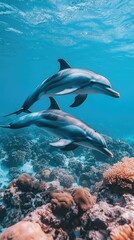 Naklejka premium Two dolphins swimming in the ocean