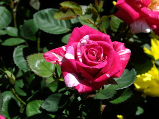 Beautiful rose against the background of green leaves close-up in the garden