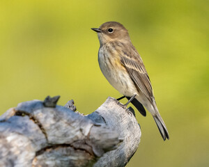 Fototapeta premium Yellow Rumped Warbler on a branch