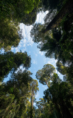 Fototapeta premium Low angle view looking up at the lush green canopy of a New Zealand Kauri forest. Looking through giant native trees to a blue sky for concepts of growth, environment, and perspective.