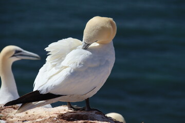 Basstölpel (Morus bassanus), Lange Anna, Helgoland