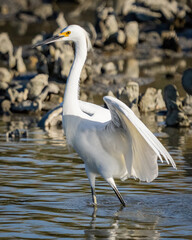 Snowy Egret standing in the oyster beds of a marsh