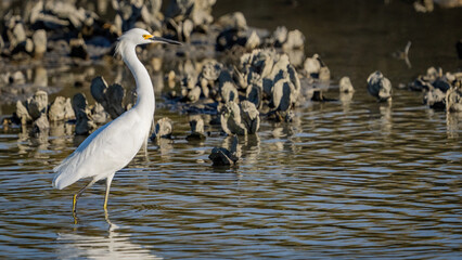 Snowy Egret standing in the oyster beds of a marsh