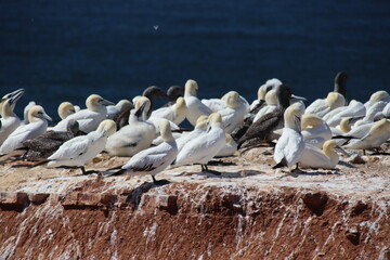 Basstölpel (Morus bassanus), Lange Anna, Helgoland