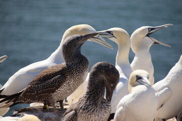 Basst&ouml;lpel (Morus bassanus), Lange Anna, Helgoland