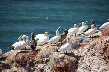 Basst&ouml;lpel (Morus bassanus), Lange Anna, Helgoland