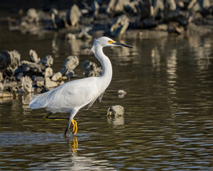 Snowy Egret standing in the oyster beds of a marsh