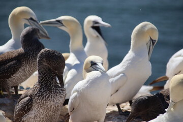 Basst&ouml;lpel (Morus bassanus), Lange Anna, Helgoland