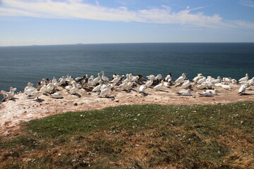 Basst&ouml;lpel (Morus bassanus), Lange Anna, Helgoland