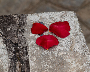 Close-up of three red rose petals resting on an aged, cracked concrete surface. Perfect for concepts of love, time, fragility, contrast, loss, or minimal emotional photography