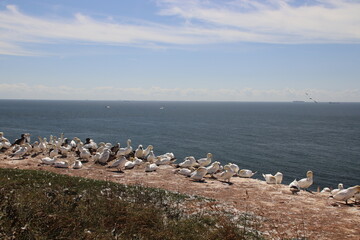 Basst&ouml;lpel (Morus bassanus), Lange Anna, Helgoland