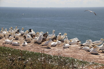 Basst&ouml;lpel (Morus bassanus), Lange Anna, Helgoland