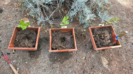 Garden planting with seedlings and tools in outdoor planters. Portuguese saplings oak in a pot