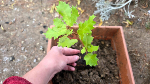 Gardening activity with young plant in potting soil for eco-friendly home landscaping. Portuguese sapling oak in a pot