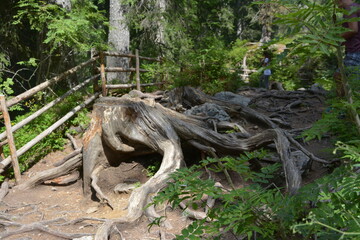 Obraz premium Tree roots at Karersee -Lago di Carezza, beautiful lake in south Tirol