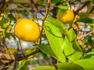 Close-up of a ripe yellow yuzu citrus fruit growing on a tree in a Japanese garden (Mukojima Hyakkaen Garden, Tokyo, Japan)