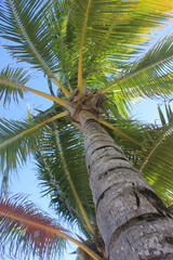 Palm tree from below with bright tropical sunlight and blue sky, natural summer background