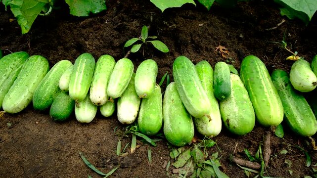 Close up shot while moving camera sideway from left to right above freshly harvested gherkin cucumbers laying on ground and in wicker basket