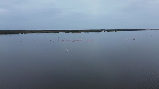 Toma a&eacute;rea de parihuanas en una laguna del Per&uacute; &ndash; flamencos andinos en su h&aacute;bitat natural, rodeados de agua y reflejos bajo la luz del d&iacute;a