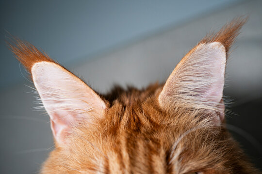 Maine Coon Cat Ears with Large Tufts &ndash; Close-up of Red Maine Coon Breed Feature