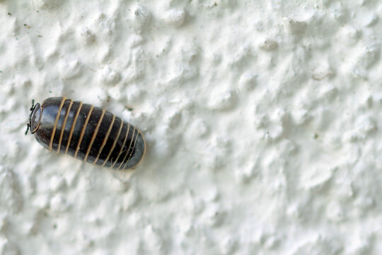 Rollassel an der wei&szlig;en  Hauswand