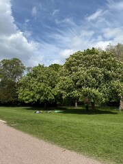 trees in the park